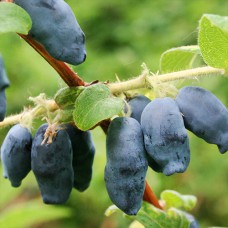 Саджанці жимолості Аврора (черенкований) - 2-річний