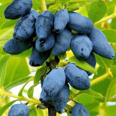 Саджанці жимолості Бакчарська Ювілейна (черенкований) - 2-річний