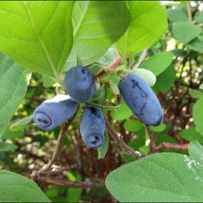 Саджанці жимолості Бажовська (черенкований) - 2-річний