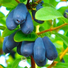 Саджанці жимолості Берель (черенкований) - 2-річний