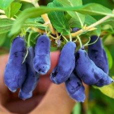 Саджанці жимолості Блакитне Веретено (черенкований) - 2-річний