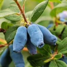 Саджанці жимолості Блакитний скарб (черенкований) - 2-річний