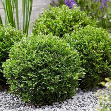 Саженцы жимолости Блестящая (черенкованный) - 2-летний