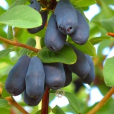 Саджанці жимолості Богдана (черенкований) - 2-річний