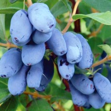 Саджанці жимолості Бореал Біст (черенкований) - 2-річний