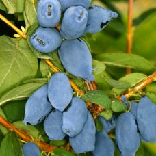 Саджанці жимолості Бореал Б'юті (черенкований) - 2-річний