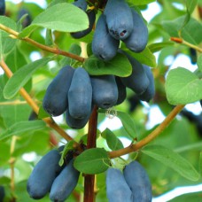 Саджанці жимолості Бореал Бліззард (черенкований) - 2-річний