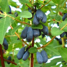 Саджанці жимолості Бореаліс (черенкований) - 2-річний