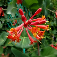 Саджанці жимолості Брауна (черенкований) - 2-річний