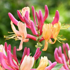 Саджанці жимолості Декоративна (черенкований) - 2-річний