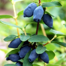 Саджанці жимолості Дует (черенкований) - 2-річний