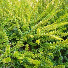 Саджанці жимолості Елегант (черенкований) - 2-річний