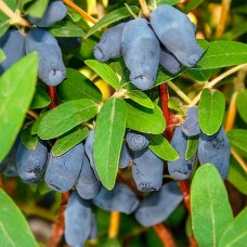 Саджанці жимолості Фіалка (черенкований) - 2-річний