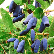 Саджанці жимолості Фіолент (черенкований) - 2-річний