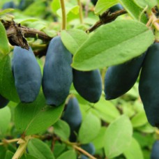 Саджанці жимолості Голубка (черенкований) - 2-річний