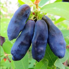 Саджанці жимолості Гордість Бакчара (черенкований) - 2-річний