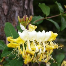 Саджанці жимолості Грехам Томас (черенкований) - 2-річний