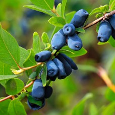 Саджанці жимолості Індіго Джем (черенкований) - 2-річний