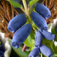 Саджанці жимолості Іоланта (черенкований) - 2-річний