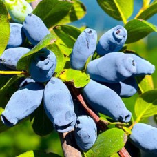 Саджанці жимолості Ісаєвська (черенкований) - 2-річний