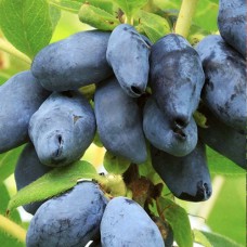 Саджанці жимолості Югана (черенкований) - 2-річний