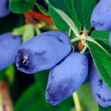 Саджанці жимолості Ізюминка (черенкований) - 2-річний