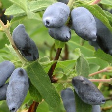 Саджанці жимолості Камчадалка (черенкований) - 2-річний