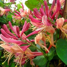 Саджанці жимолості Капріфоль (черенкований) - 2-річний