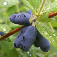 Саджанці жимолості Каріна (черенкований) - 2-річний