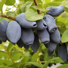 Саджанці жимолості Хоней Бі (черенкований) - 2-річний