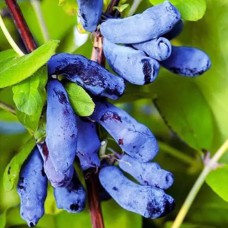 Саджанці жимолості Найт Квін (черенкований) - 2-річний