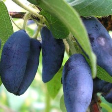 Саджанці жимолості Лакомка (черенкований) - 2-річний