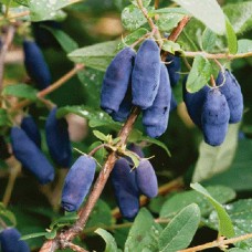 Саджанці жимолості Ласунка (черенкований) - 2-річний