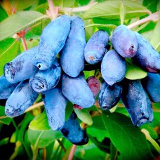 Саджанці жимолості Лазурна (черенкований) - 2-річний