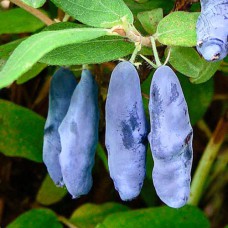 Саджанці жимолості Мальвіна (черенкований) - 2-річний