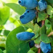 Саджанці жимолості Медова Ягода (черенкований) - 2-річний