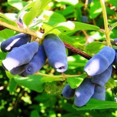 Саджанці жимолості Міхрімах (черенкований) - 2-річний