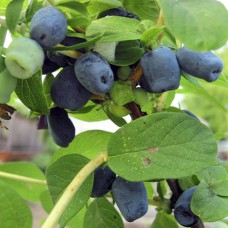 Саджанці жимолості Північна Красуня (черенкований) - 2-річний