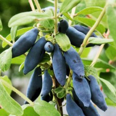 Саджанці жимолості Попелюшка (черенкований) - 2-річний