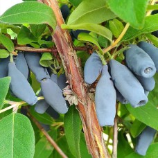 Саджанці жимолості Ребека (черенкований) - 2-річний