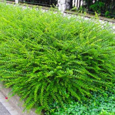 Саженцы жимолости Шапковая (черенкованный) - 2-летний