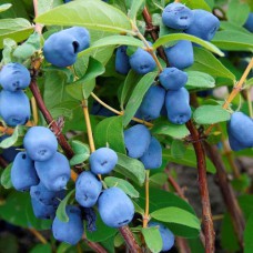 Саджанці жимолості Скіфська (черенкований) - 2-річний