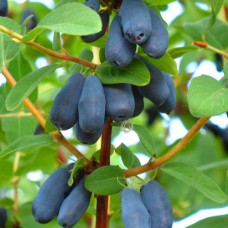 Саджанці жимолості Синій Птах (черенкований) - 2-річний