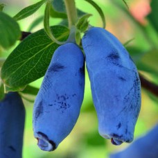 Саджанці жимолості Синичка (черенкований) - 2-річний