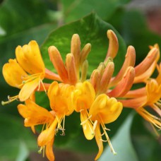 Саджанці жимолості Тельмана (черенкований) - 2-річний