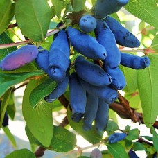 Саджанці жимолості Томічка (черенкований) - 2-річний