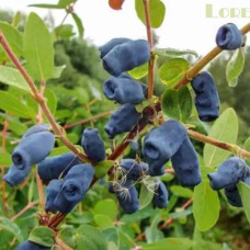 Саджанці жимолості Успіх (черенкований) - 2-річний