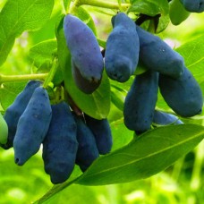 Саджанці жимолості Віола (черенкований) - 2-річний