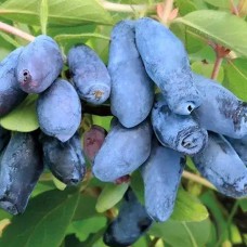 Саджанці жимолості Восторг (черенкований) - 2-річний