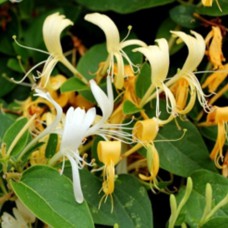 Саджанці жимолості Золотиста (черенкований) - 2-річний